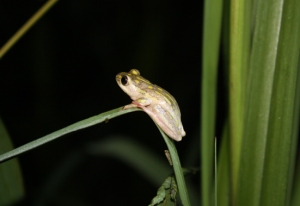 painted reed frog